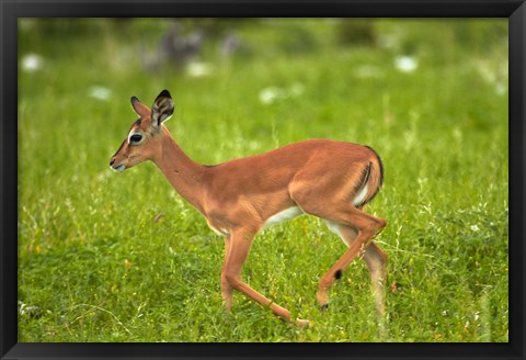 Framed Young Black-faced impala, Etosha National Park, Namibia Print