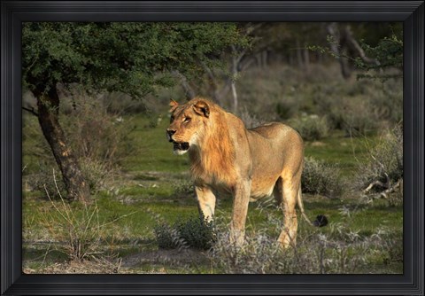 Framed Young male lion, Panthera leo, Etosha NP, Namibia, Africa. Print