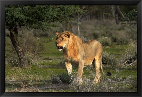 Framed Young male lion, Panthera leo, Etosha NP, Namibia, Africa. Print