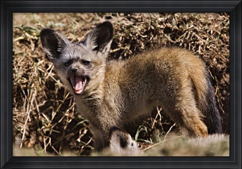 Framed Young Bat-eared Foxes, Masai Mara, Kenya Print