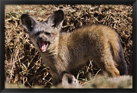 Framed Young Bat-eared Foxes, Masai Mara, Kenya Print