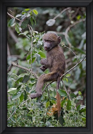 Framed Baby Olive Baboon riding on mother&#39;s back, Kenya Print