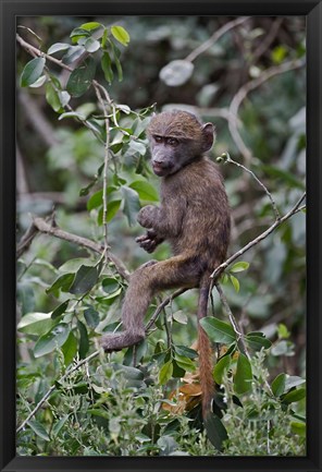 Framed Baby Olive Baboon riding on mother&#39;s back, Kenya Print