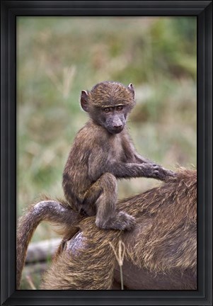 Framed Young Olive Baboon, Lake Nakuru National Park, Kenya Print