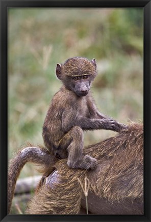 Framed Young Olive Baboon, Lake Nakuru National Park, Kenya Print