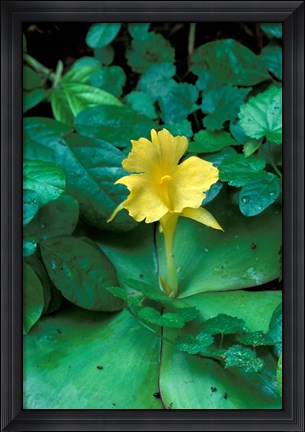 Framed Yellow Flower in Bloom, Gombe National Park, Tanzania Print