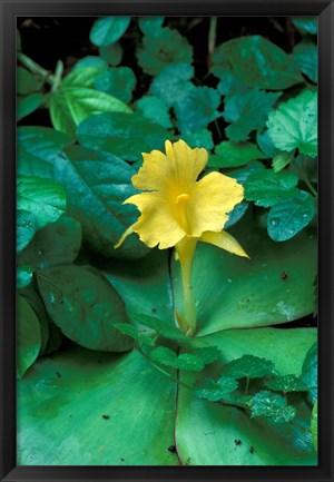 Framed Yellow Flower in Bloom, Gombe National Park, Tanzania Print