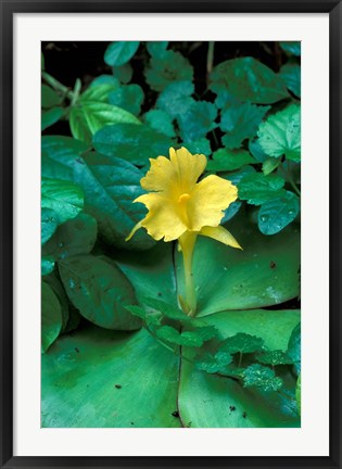 Framed Yellow Flower in Bloom, Gombe National Park, Tanzania Print