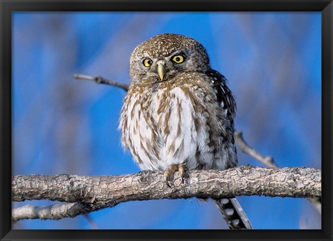 Framed Zimbabwe. Close-up of pearl spotted owl on branch. Print