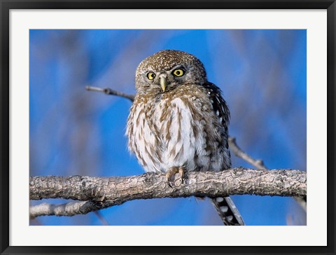 Framed Zimbabwe. Close-up of pearl spotted owl on branch. Print