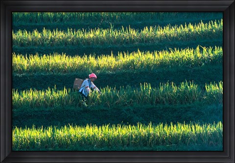 Framed Zhuang Girl in the Rice Terrace, China Print
