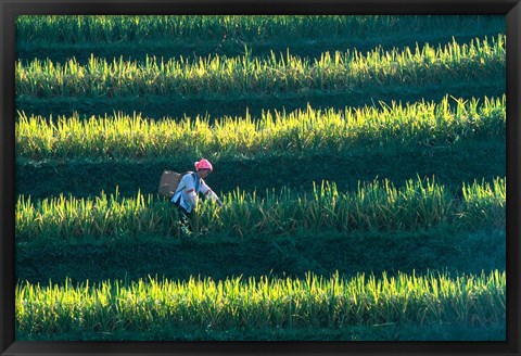 Framed Zhuang Girl in the Rice Terrace, China Print