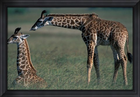 Framed Young Giraffe Lies in Tall Grass, Masai Mara Game Reserve, Kenya Print