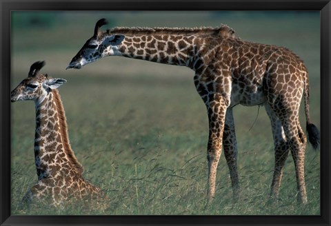 Framed Young Giraffe Lies in Tall Grass, Masai Mara Game Reserve, Kenya Print