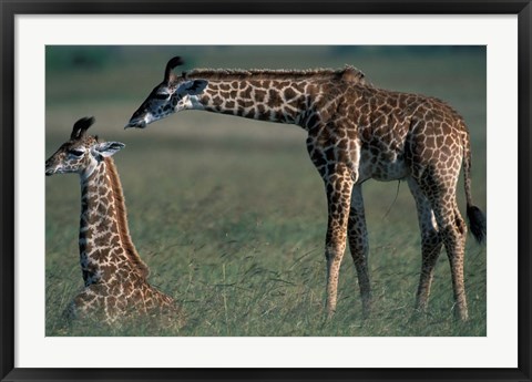 Framed Young Giraffe Lies in Tall Grass, Masai Mara Game Reserve, Kenya Print