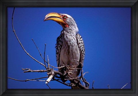 Framed Yellow-Billed Hornbill, Tarangire, Tanzania Print