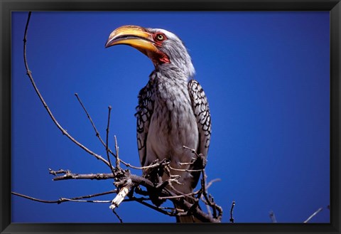 Framed Yellow-Billed Hornbill, Tarangire, Tanzania Print