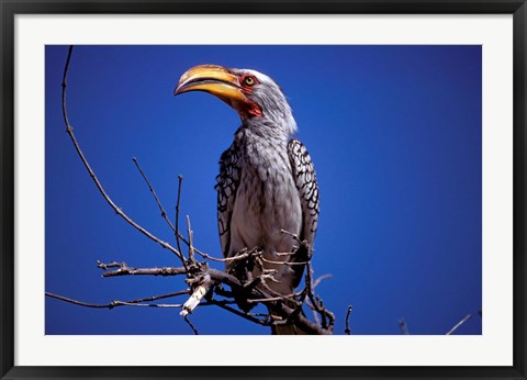 Framed Yellow-Billed Hornbill, Tarangire, Tanzania Print