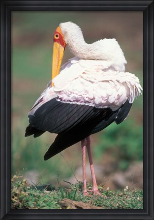 Framed Yellow-Billed Stork Grooming, Masai Mara Game Reserve, Kenya Print