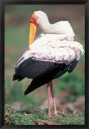 Framed Yellow-Billed Stork Grooming, Masai Mara Game Reserve, Kenya Print