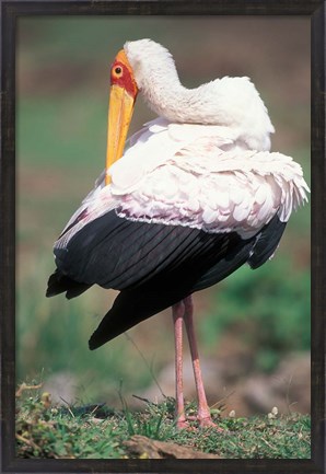 Framed Yellow-Billed Stork Grooming, Masai Mara Game Reserve, Kenya Print