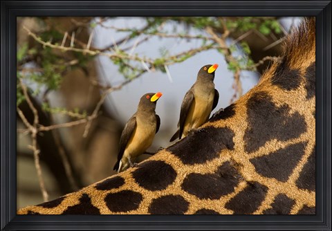 Framed Yellow-Billed Oxpeckers on the Back of a Giraffe, Tanzania Print
