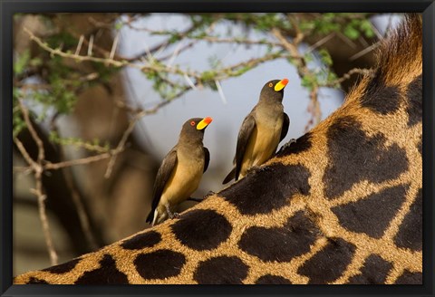 Framed Yellow-Billed Oxpeckers on the Back of a Giraffe, Tanzania Print