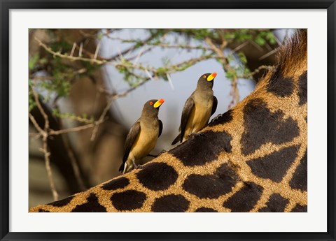 Framed Yellow-Billed Oxpeckers on the Back of a Giraffe, Tanzania Print