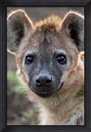 Framed Young Spotted Hyena, Tanzania Print
