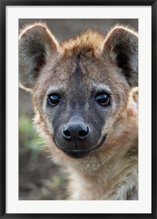 Framed Young Spotted Hyena, Tanzania Print