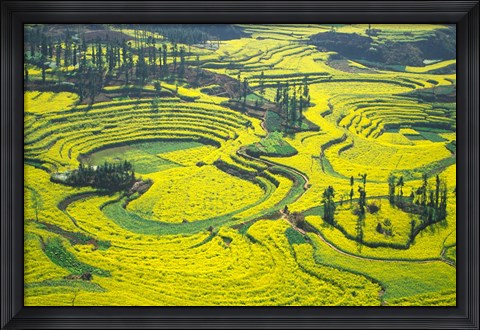 Framed Yellow Rape Flowers Cover Qianqiou Terraces, China Print