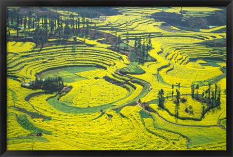 Framed Yellow Rape Flowers Cover Qianqiou Terraces, China Print