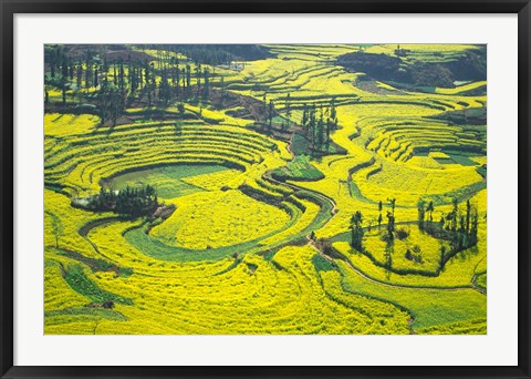 Framed Yellow Rape Flowers Cover Qianqiou Terraces, China Print