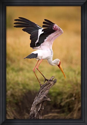 Framed Yellow-Billed Stork Readying for Flight, Maasai Mara, Kenya Print