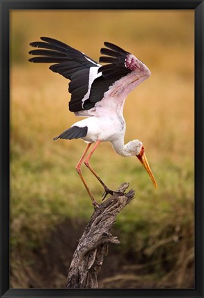 Framed Yellow-Billed Stork Readying for Flight, Maasai Mara, Kenya Print