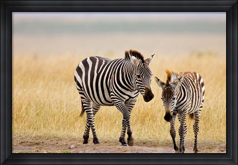 Framed Zebra and Juvenile Zebra on the Maasai Mara, Kenya Print