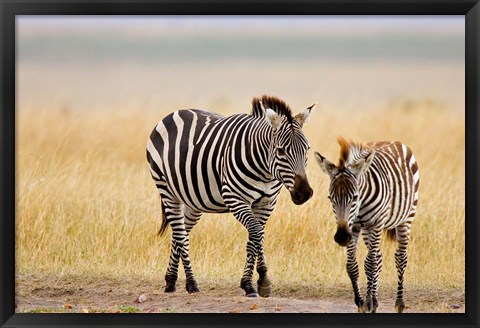 Framed Zebra and Juvenile Zebra on the Maasai Mara, Kenya Print