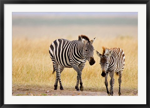 Framed Zebra and Juvenile Zebra on the Maasai Mara, Kenya Print