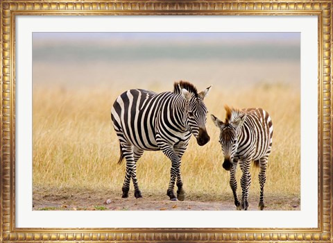 Framed Zebra and Juvenile Zebra on the Maasai Mara, Kenya Print
