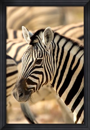 Framed Zebra at Namutoni Resort, Namibia Print