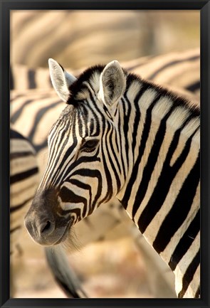 Framed Zebra at Namutoni Resort, Namibia Print