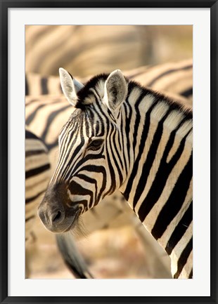 Framed Zebra at Namutoni Resort, Namibia Print