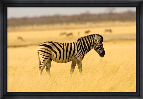 Framed Zebra in Golden Grass at Namutoni Resort, Namibia Print