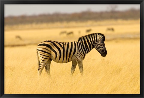 Framed Zebra in Golden Grass at Namutoni Resort, Namibia Print