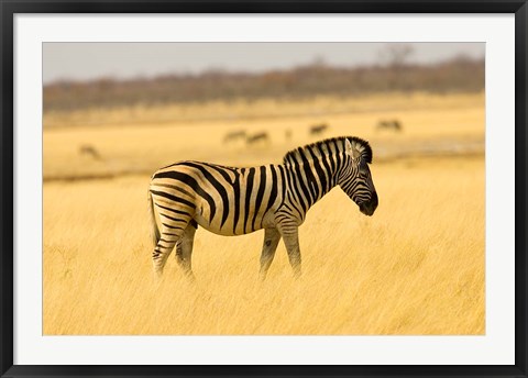 Framed Zebra in Golden Grass at Namutoni Resort, Namibia Print