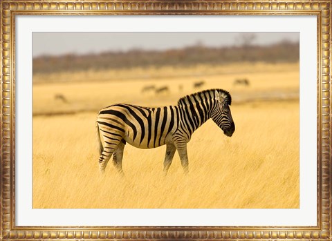 Framed Zebra in Golden Grass at Namutoni Resort, Namibia Print