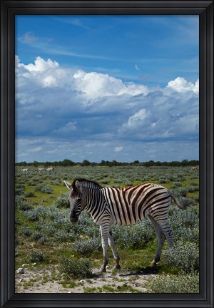 Framed Young Burchells zebra, burchellii, Etosha NP, Namibia, Africa. Print