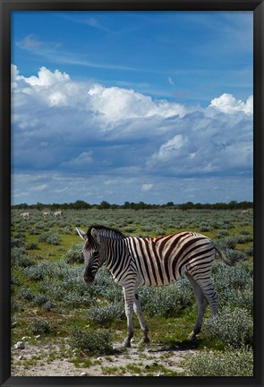 Framed Young Burchells zebra, burchellii, Etosha NP, Namibia, Africa. Print