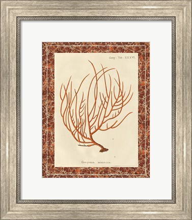 Framed Gorgonia Miniacea Marble Print
