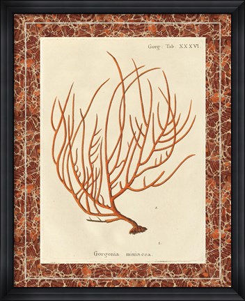 Framed Gorgonia Miniacea Marble Print